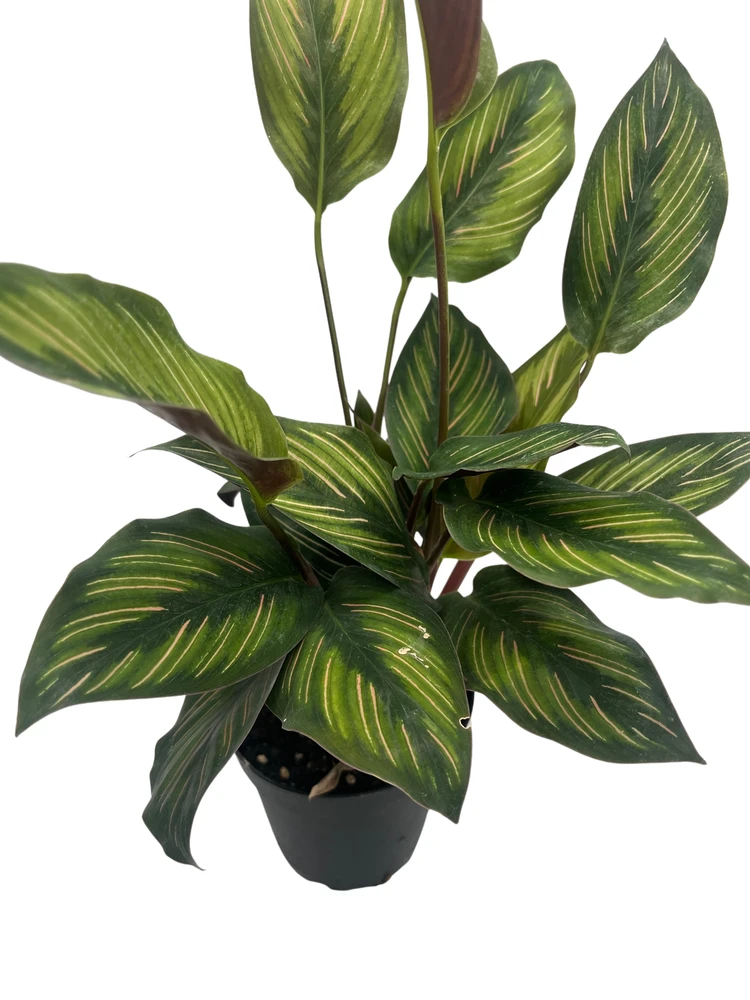 Beauty Star Peacock Plant - Calathea - Easy House Plant - 4" Pot