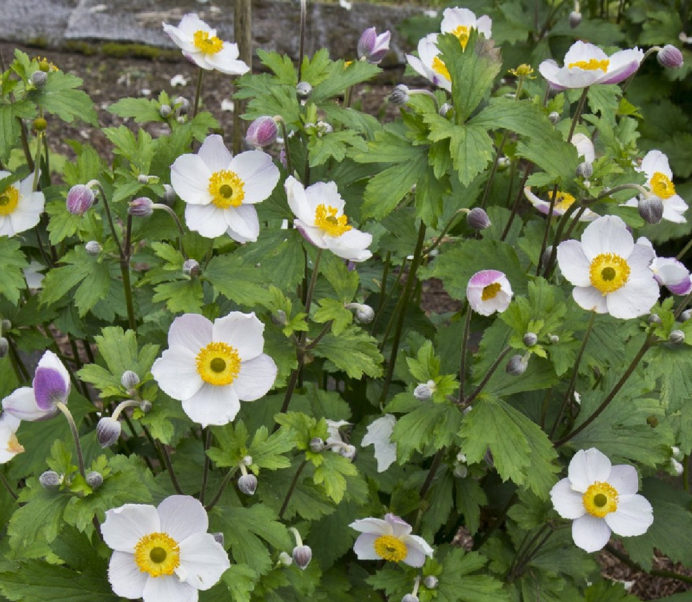 Elfin Swan Windflower Plant - Anemone x hybrida - Bright Shade - 2.5" Pot