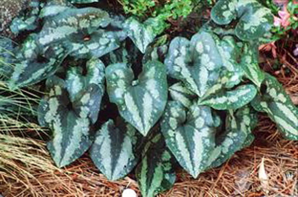 Quick Silver Chinese Ginger - Asarum - Wildflower - Indoors or Out - 2.5" Pot