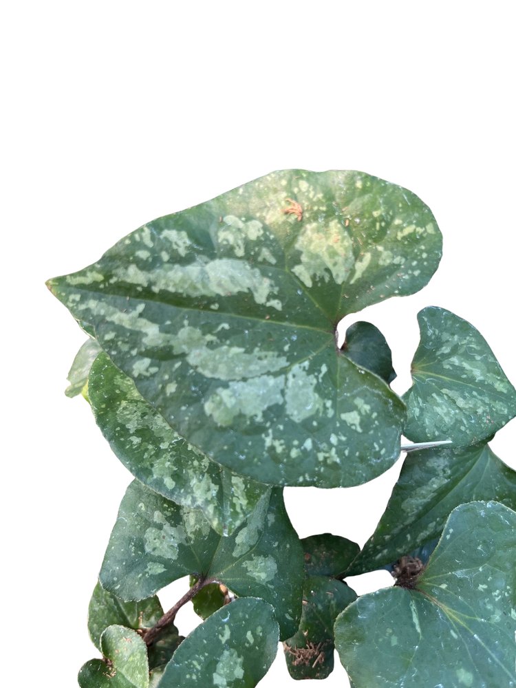 Quick Silver Chinese Ginger - Asarum - Wildflower - Indoors or Out - 2.5" Pot