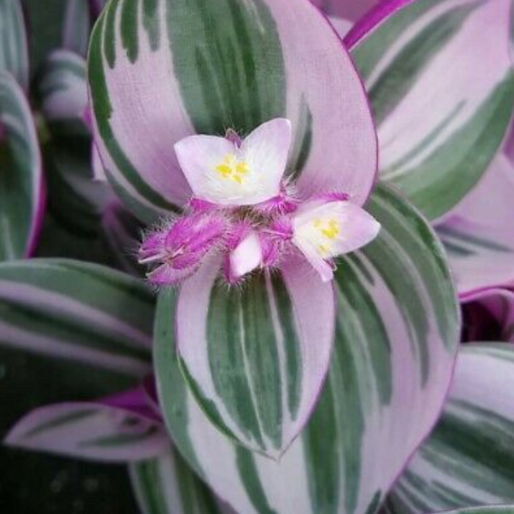 Rare Nanouk Pink Tradescantia - 2" Pot - Collector's Series