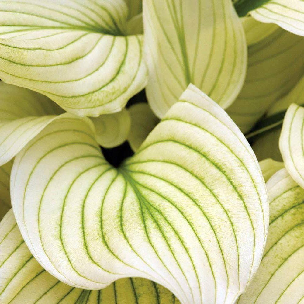 White Feather Hosta - Unbelievable/Rare - 1 Bareroot - Grown/Shipped by Hirt's Gardens