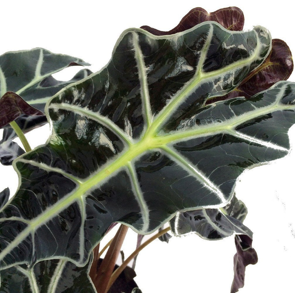 Amazon Black Shield Plant - Alocasia Polly - Houseplant - 6" Pot