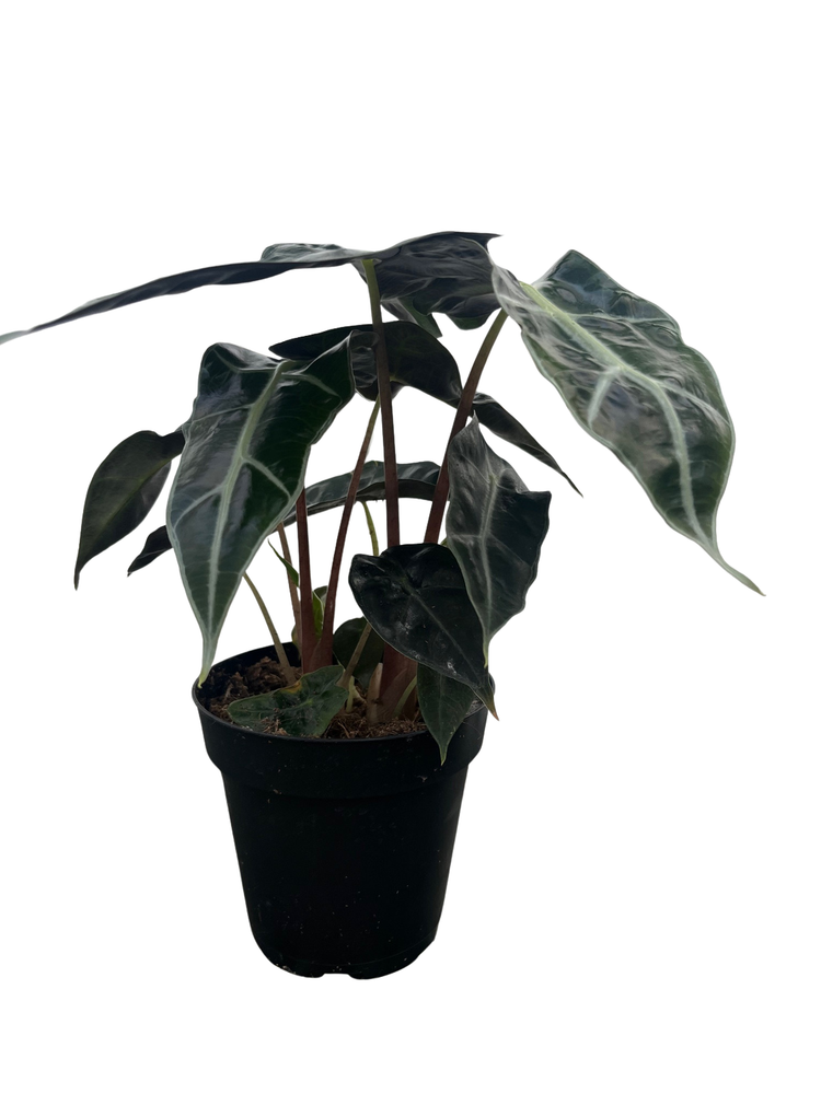 Amazon Black Shield Plant - Alocasia Polly - Houseplant - 6" Pot