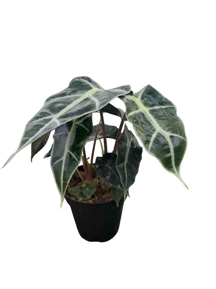 Amazon Black Shield Plant - Alocasia Polly - Houseplant - 6" Pot