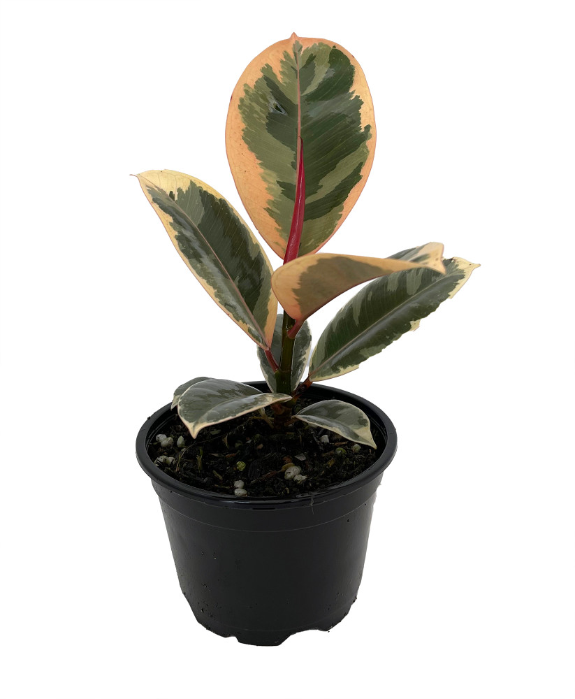 Tineke Rubber Tree Plant - Ficus - NEW yet very OLD! - 4" Pot