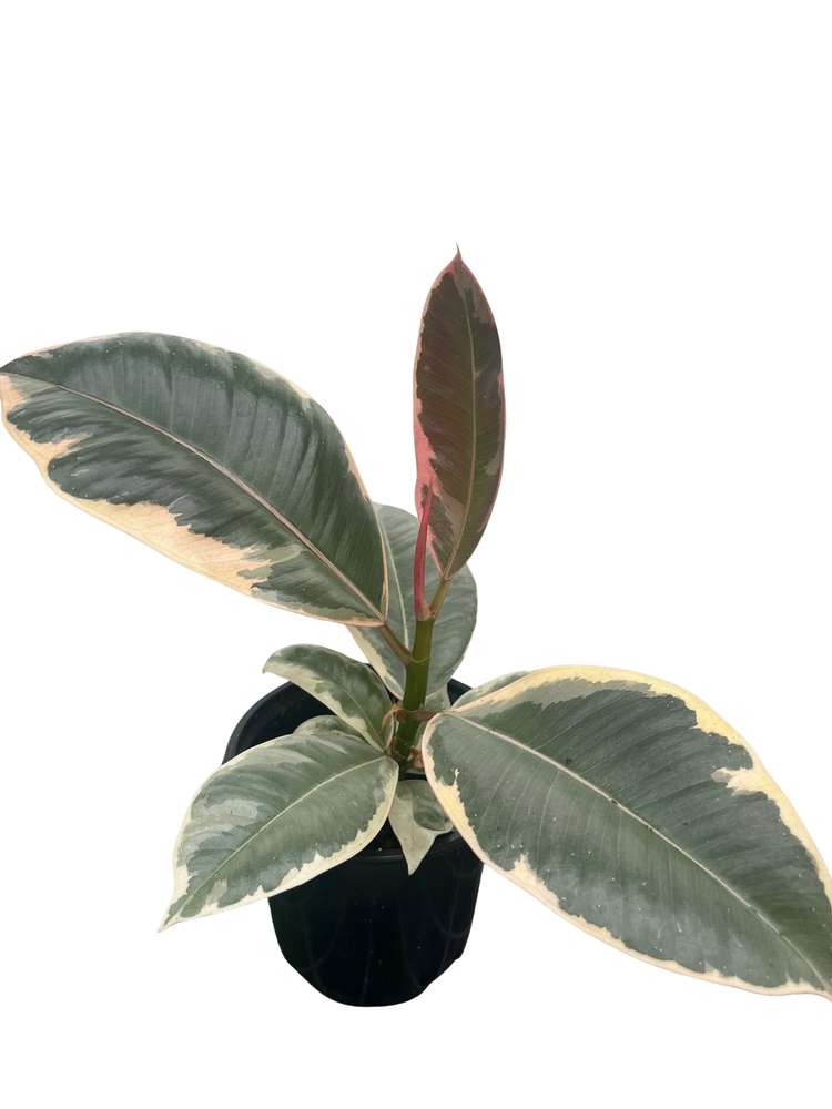 Tineke Rubber Tree Plant - Ficus - NEW yet very OLD! - 4" Pot