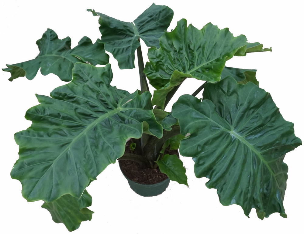 Low Rider Elephant Ear Plant - Alocasia portora - Houseplant - 4" Pot