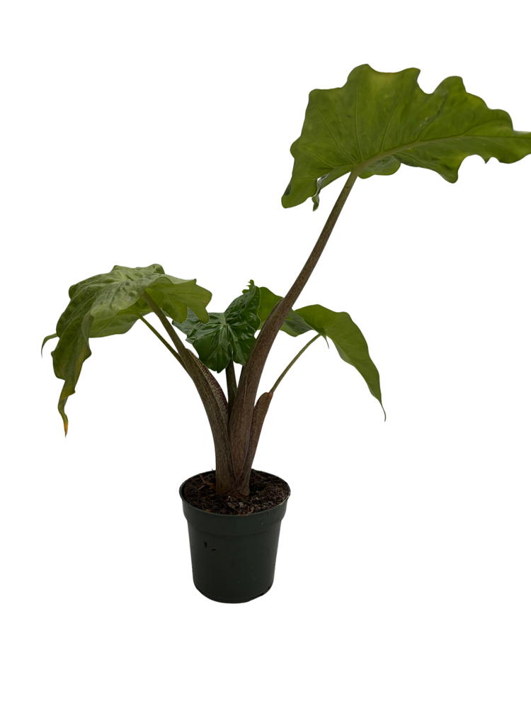 Low Rider Elephant Ear Plant - Alocasia portora - Houseplant - 4" Pot