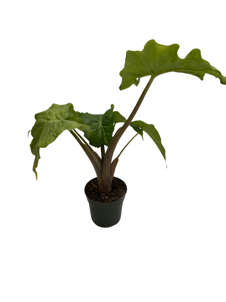 Low Rider Elephant Ear Plant - Alocasia portora - Houseplant - 4" Pot