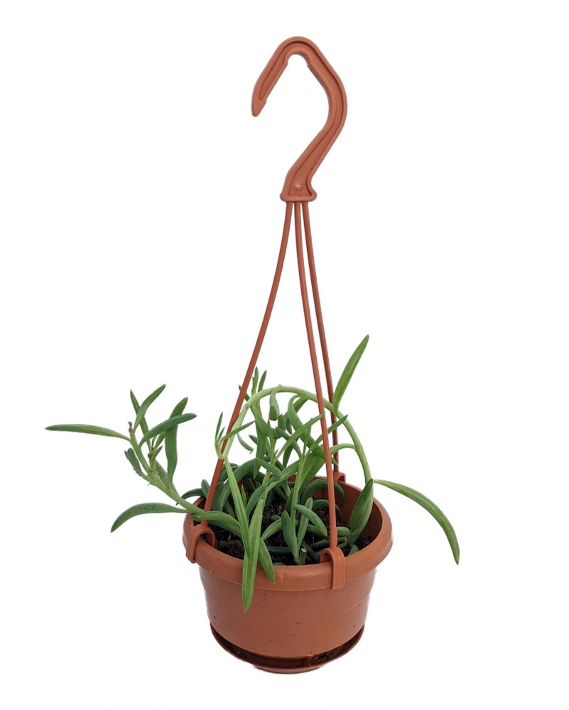 String of Fishhooks Succulent - Senecio - 4" Mini Hanging Basket