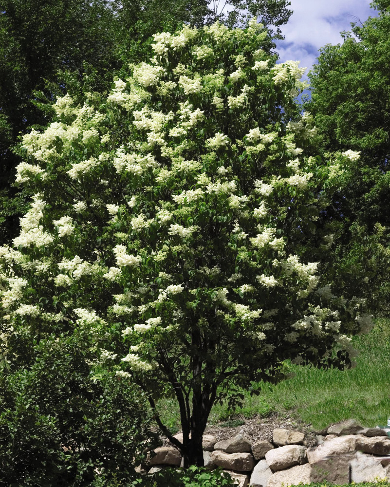 Ivory Silk Japanese Tree Lilac - Syringa reticulata - Fragrant - Quart Pot