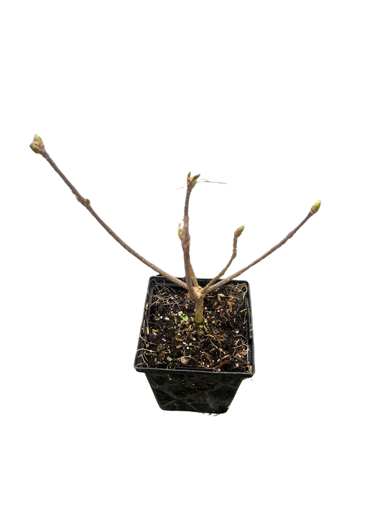 Ivory Silk Japanese Tree Lilac - Syringa reticulata - Fragrant - Quart Pot