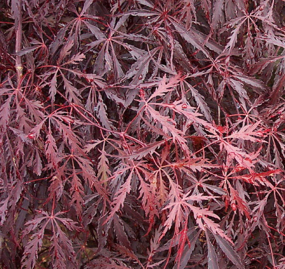 Tamukeyama Japanese Maple - Bonsai or Outdoors - Acer palmatum - 5.5" Pot