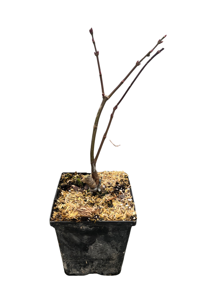 Tamukeyama Japanese Maple - Bonsai or Outdoors - Acer palmatum - 5.5" Pot
