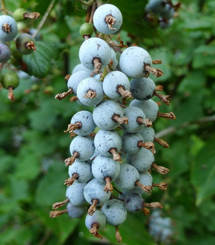 King Edward VII Blue Currant Bush - NO SHIP to NC, WV, NH - 4" Pot King Edward VII Blue Currant Bush - NO SHIP to NC, WV, NH - 4" Pot
