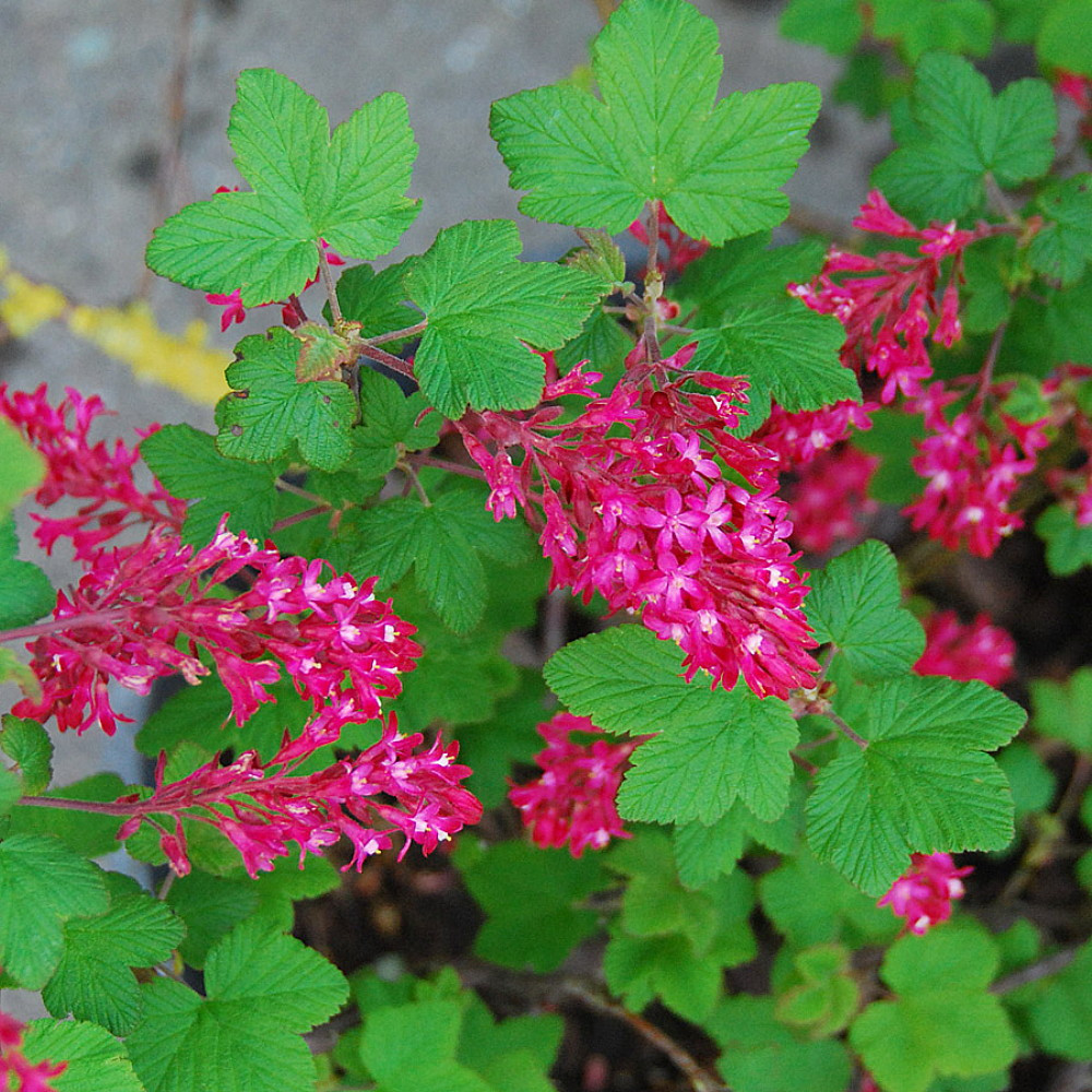 King Edward VII Blue Currant Bush - NO SHIP to NC, WV, NH - 4" Pot King Edward VII Blue Currant Bush - NO SHIP to NC, WV, NH - 4" Pot