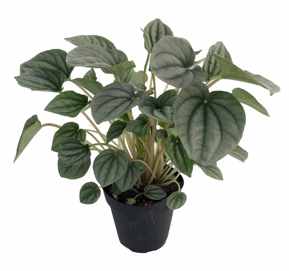 Frost Peperomia 4" Pot - Trending