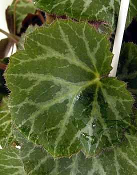 Strawberry Begonia Plant - 2" Pot - Saxifraga - Excellent House Plant