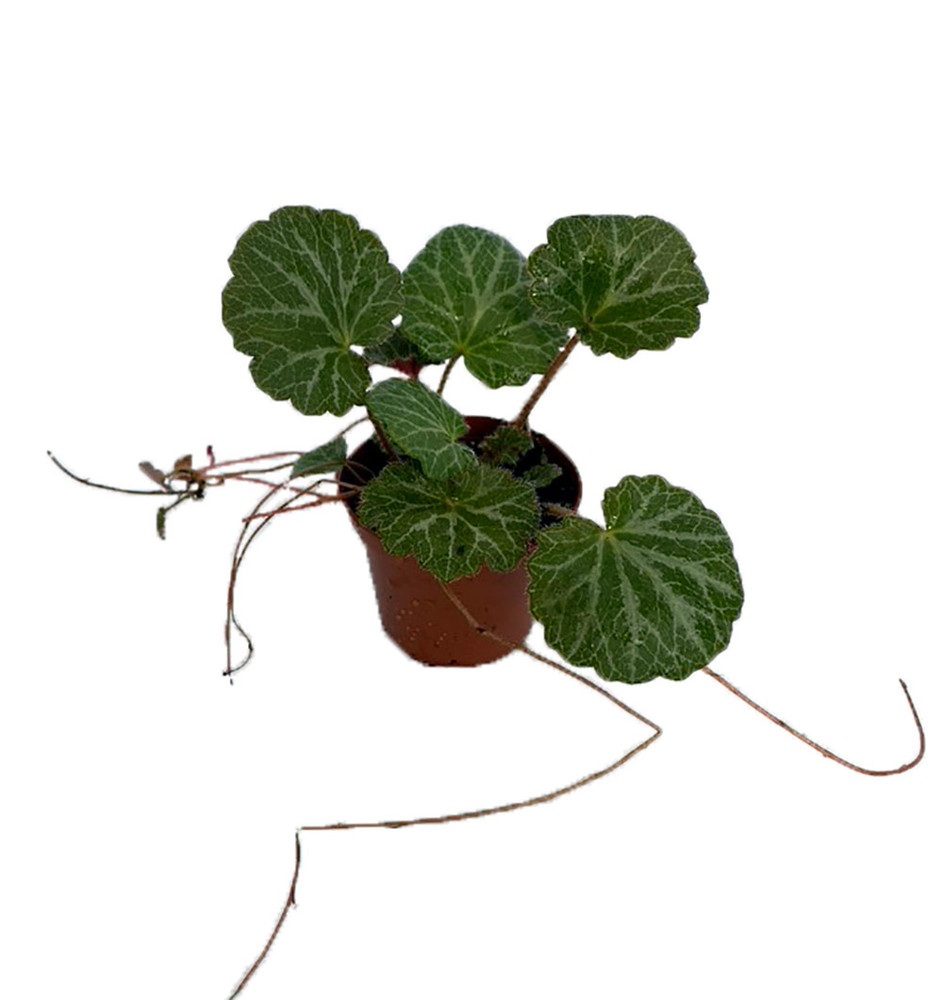 Strawberry Begonia Plant - 2" Pot - Saxifraga - Excellent House Plant
