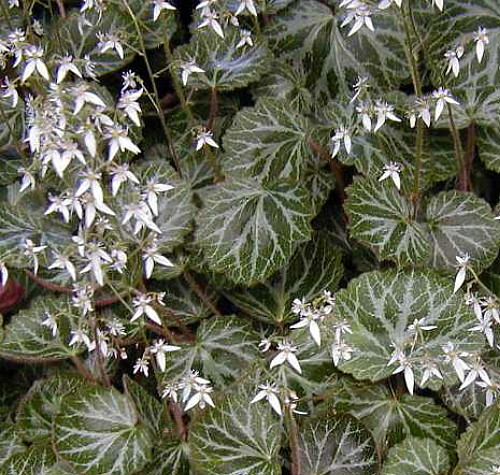 Strawberry Begonia Plant - 2" Pot - Saxifraga - Excellent House Plant