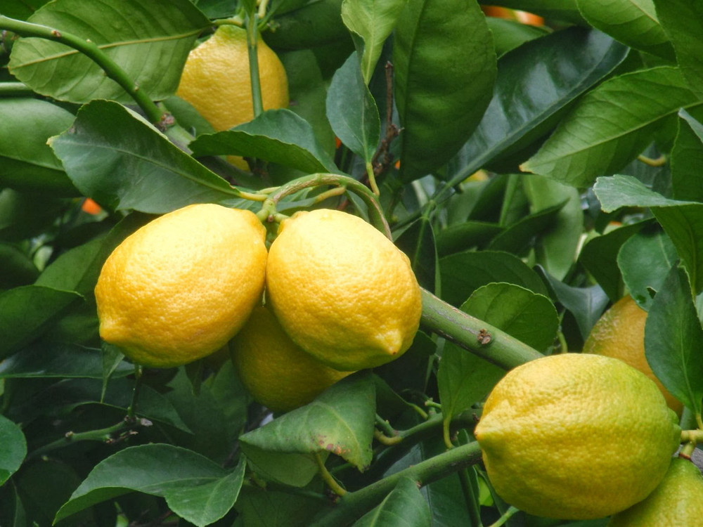 Eureka Lemon Bush Form - 5" Pot - No Shipping to Tx, Fl, Az, Ca, La, Hi