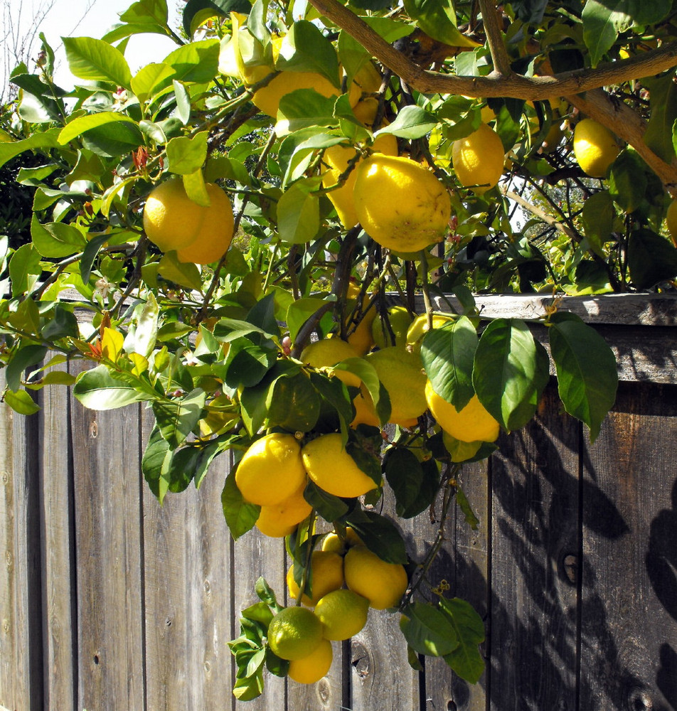 Eureka Lemon Bush Form - 5" Pot - No Shipping to Tx, Fl, Az, Ca, La, Hi