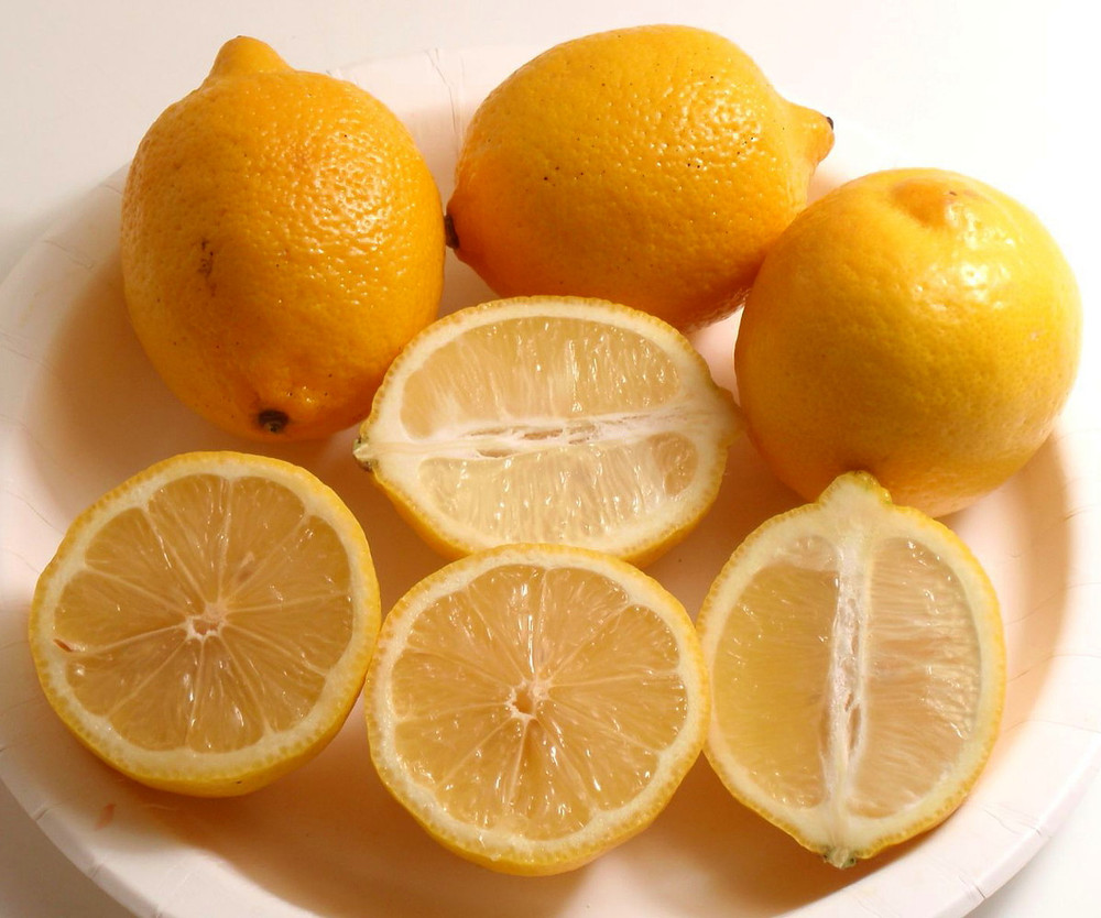 Eureka Lemon Bush Form - 5" Pot - No Shipping to Tx, Fl, Az, Ca, La, Hi