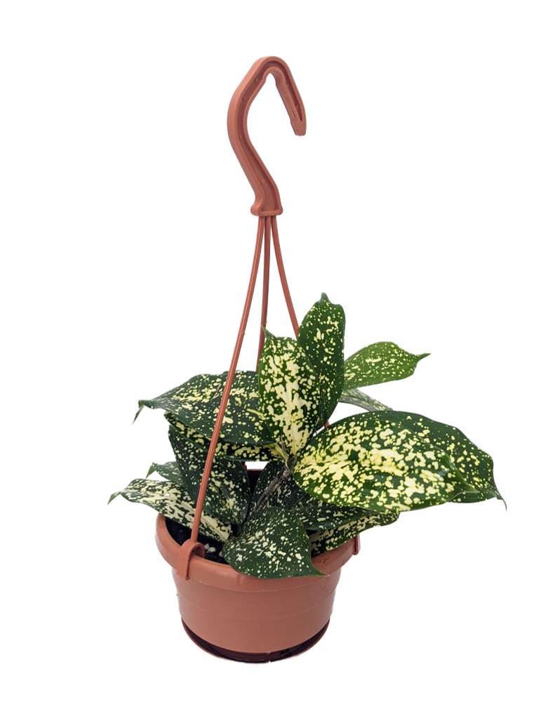 Japanese Bamboo Florida Beauty Dracaena - 4" Mini Hanging Basket