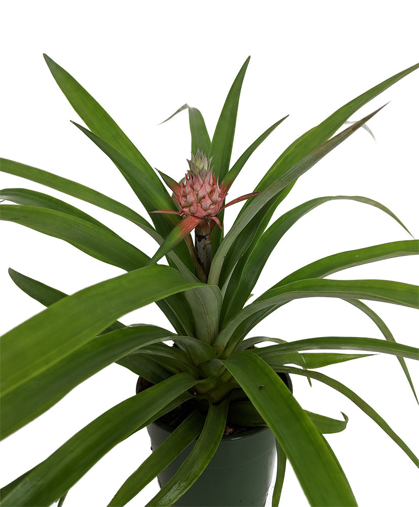 Fruiting Pineapple Plant - Ananas comosus - Great Indoors/Out - 5" Pot