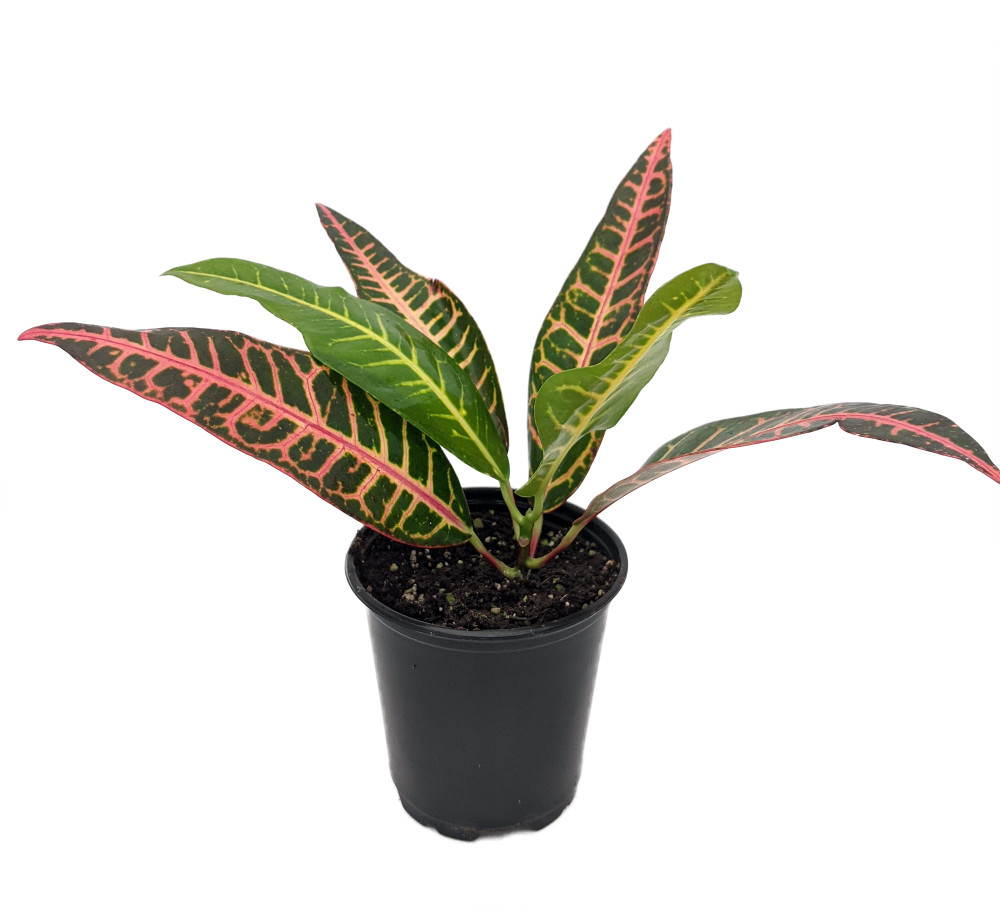 Nervia Croton - 3.5" Pot - Colorful House Plant - Easy to Grow