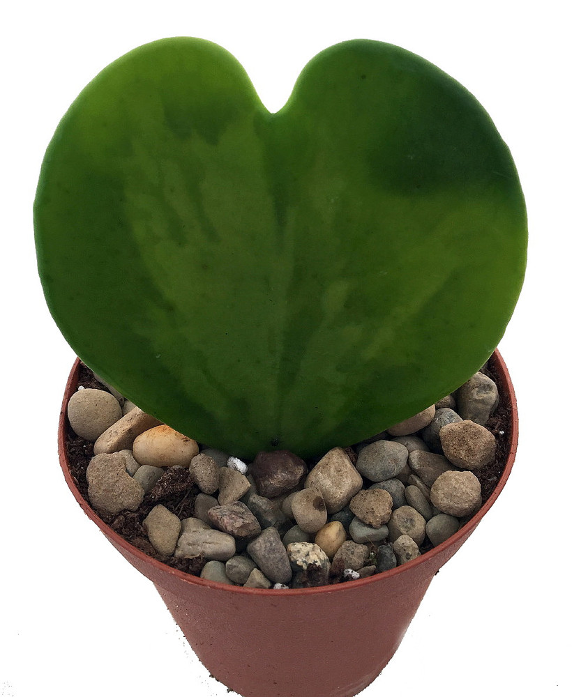 Amazing Sweetheart Waxplant - Hoya kerri -2" Pot