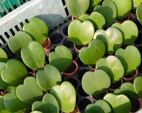 Amazing Sweetheart Waxplant - Hoya kerri -2" Pot
