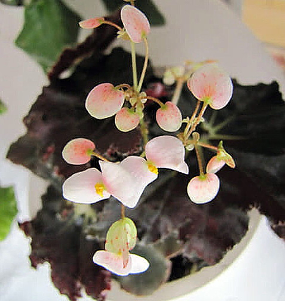 Bower's Black Begonia Plant - 2.5