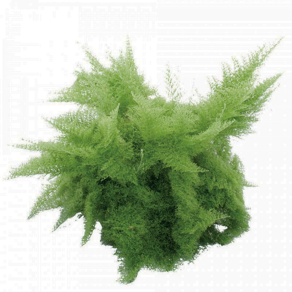 Rare Cotton Candy Fern - Nephrolepis exaltata 'Smithii' - 4" Pot