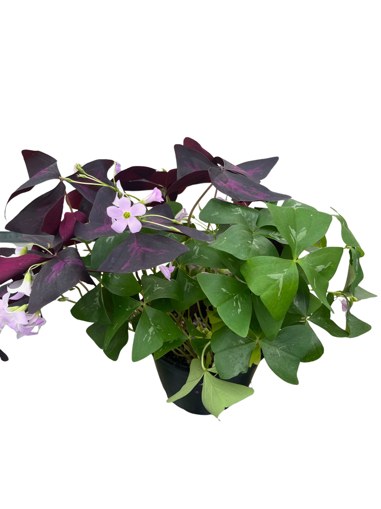 Double the Luck Shamrocks - Two in One - Green & Purple Oxalis - 6" Pot