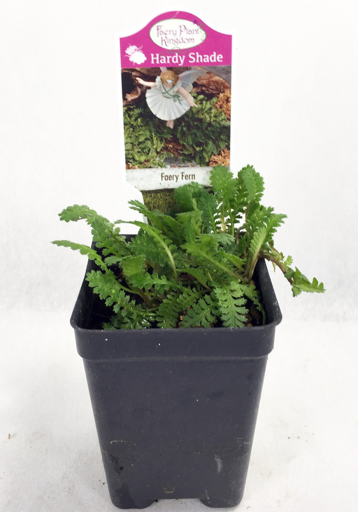 Tiny Tim Fairy Fern - Leptinella - 2.5" Pot - Terrarium/Fairy Garden/Houseplant