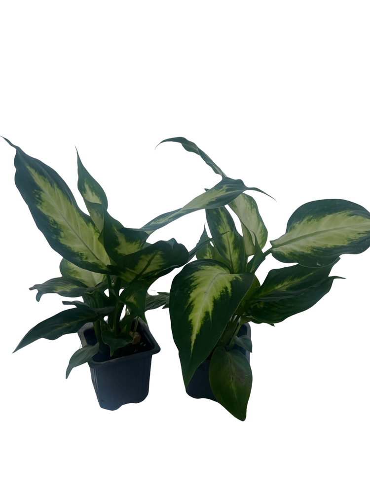 Camille Dieffenbachia - Very Durable - 2 Plants in 3" Pots