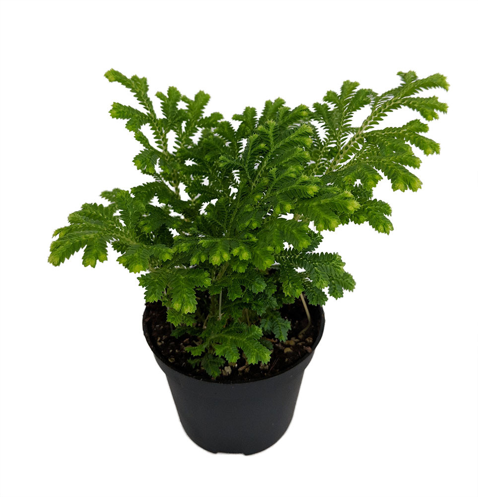 Frosty Fern - Selaginella -  2.5" Pot