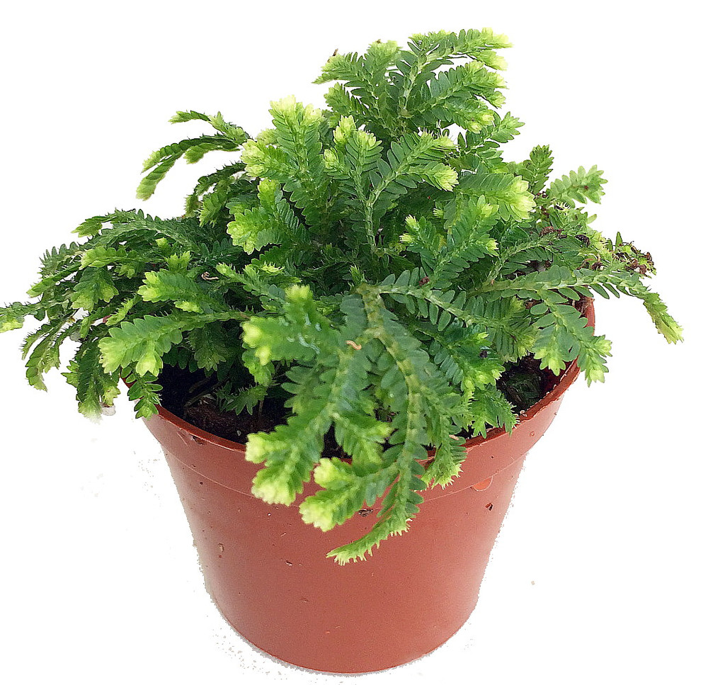 Frosty Fern - Selaginella -  2.5" Pot