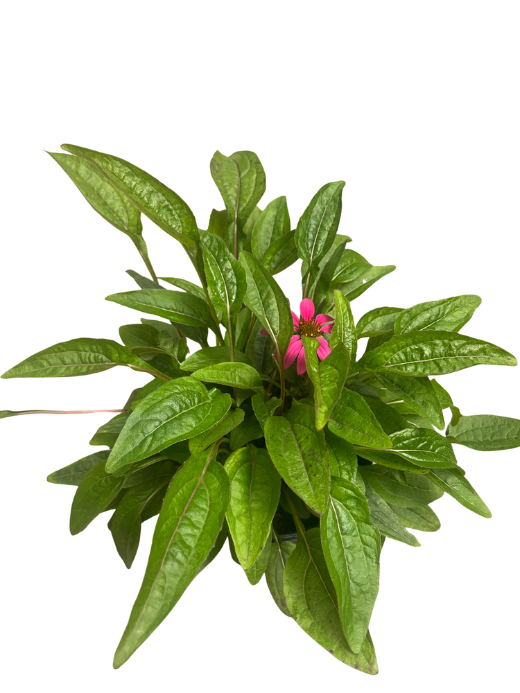 Pow Wow Wild Berry Coneflower - Echinacea - Gallon Pot