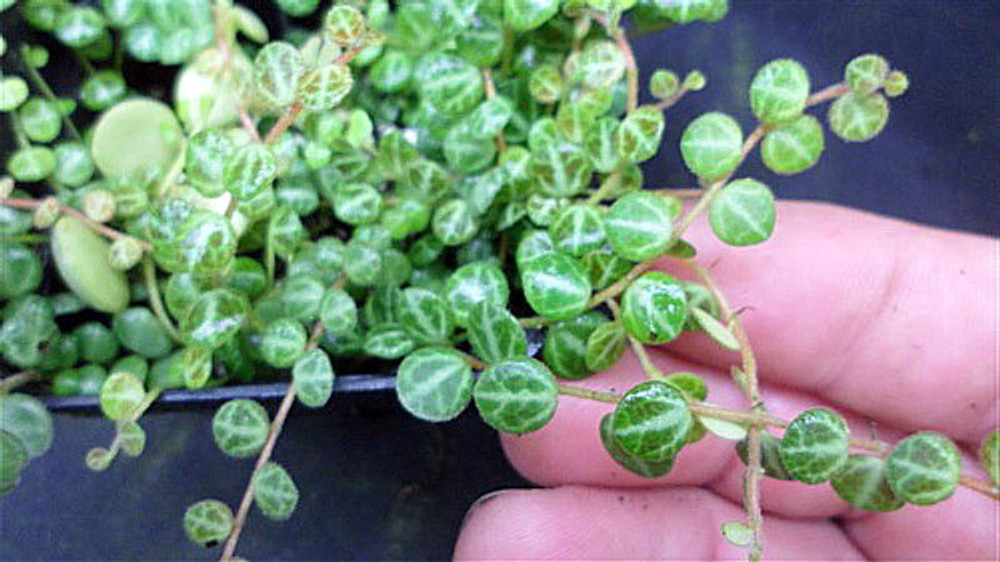String of Turtles - Peperomia prostrata - 5" Hanging Basket