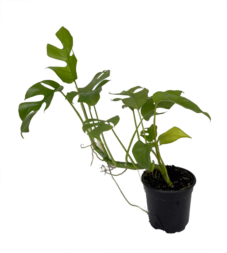 Ultra Rare Ginny Philodendron - Rhaphidophora tetrasperma -4" Pot- Mini Monstera