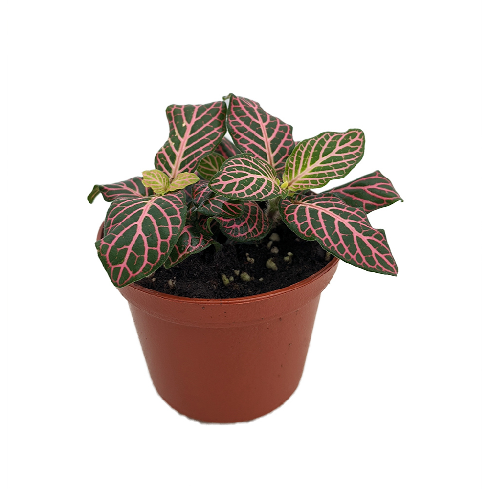 Mini Pink Veined Nerve Plant - Fittonia - Easy House Plant - 2.5" Pot