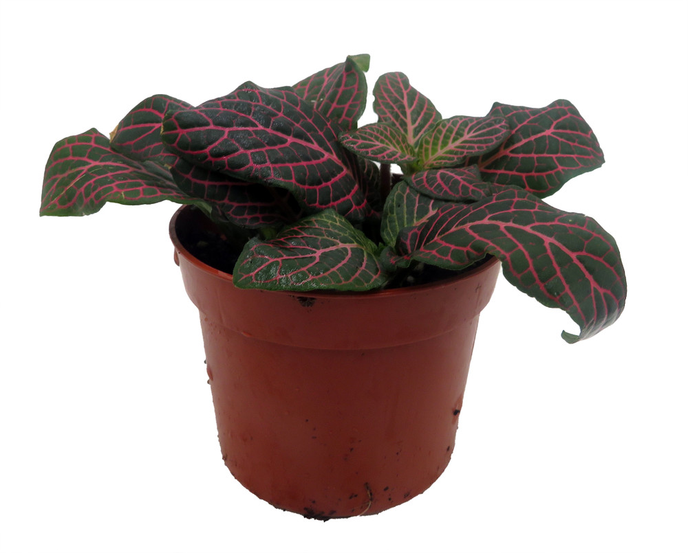 Mini Pink Veined Nerve Plant - Fittonia - Easy House Plant - 2.5" Pot