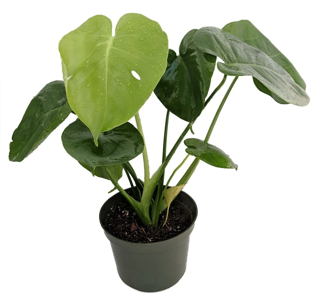 Hirt's® Split Leaf Philodendron 4" Pot - Monstera - Edible Fruit Pineapple Taste