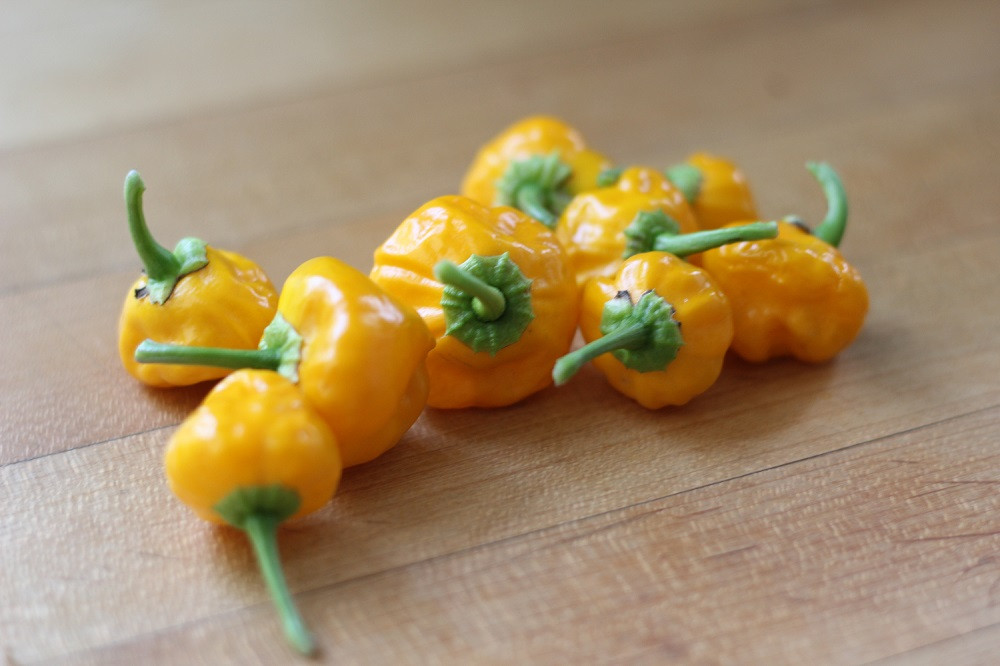 Jamaican Yellow Scotch Bonnet Hot Pepper Plant - 2.5" Pot