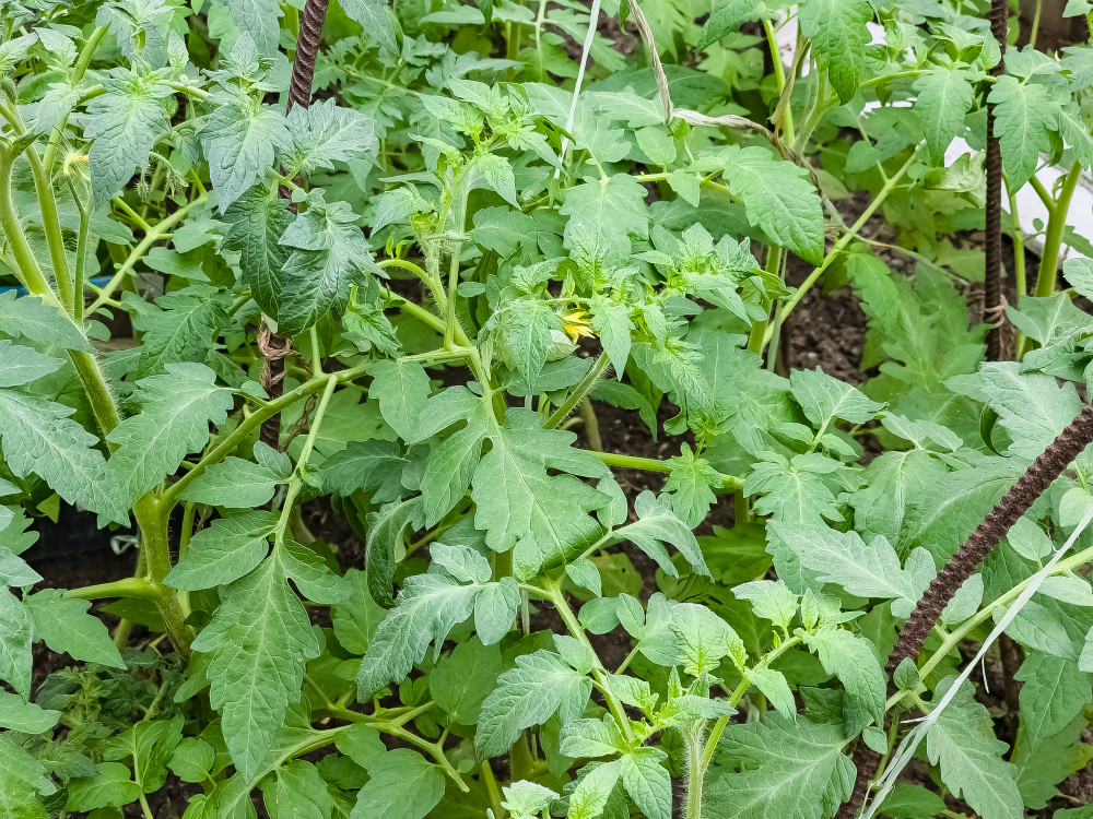 Sweet Million Cherry Tomato Plant - 2.5" Pot - Up to 2000 Cherries
