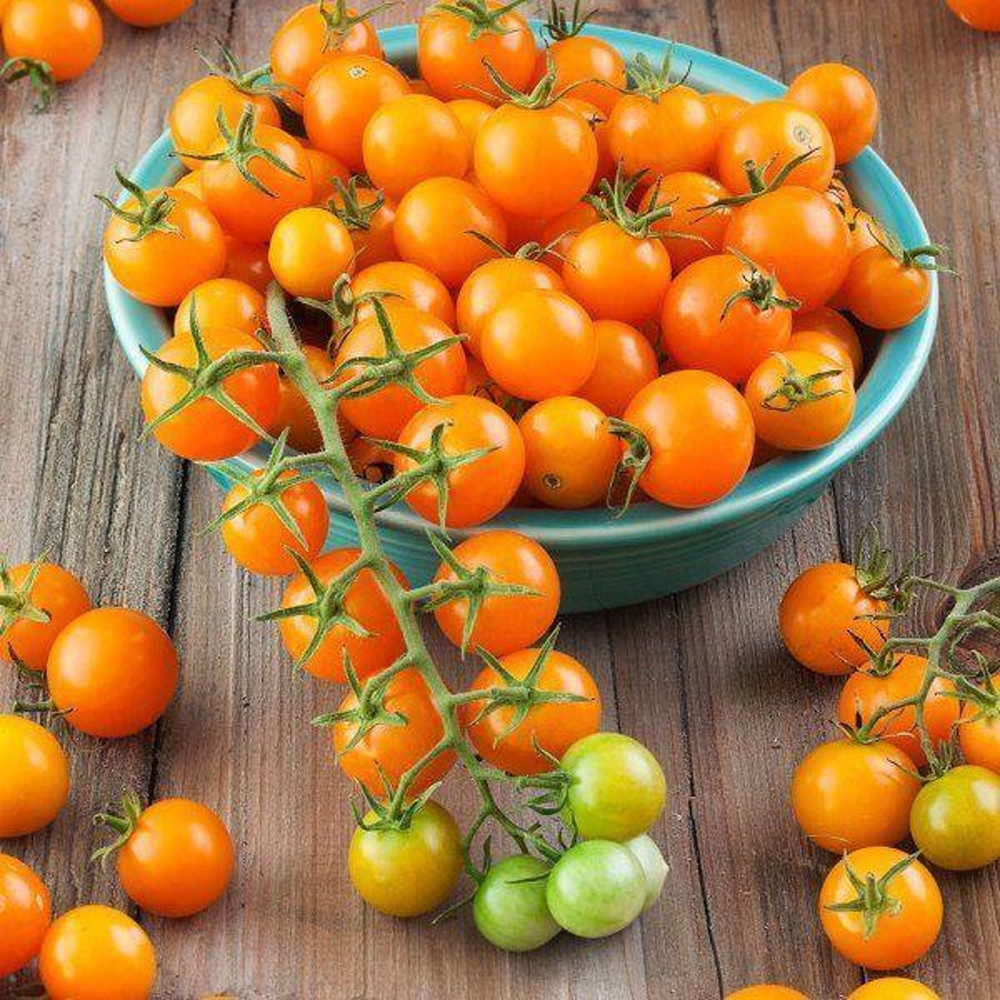 Sungold Hybrid Tomato Plant - Super Sweet - 2.5" Pot - WOW!