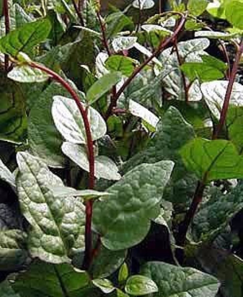 Malabar Red Spinach Plant - 2.5" Pot - Fresh Spinach Year Round Indoors